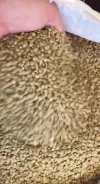 ویژگی های عدس ریز قزاق