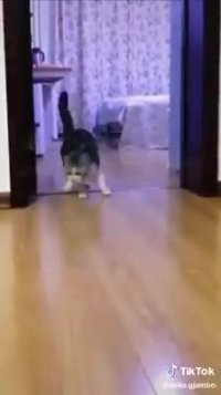 کلیپ خنده دار کوتاه گربه احمق