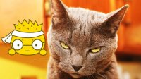 کلیپ خنده دار و بامزه از گربه ها و حیوانات دیگر