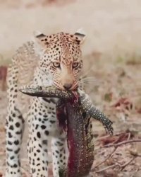 شکار بینظیر بزمچه توسط پلنگ جوان 😯