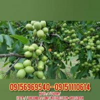 نهالستان قاصدک