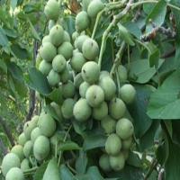 خرید نهال گردو پدرو  09121270623