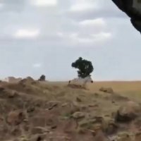 شکار هوشمندانه و دسته جمعی شیر ها