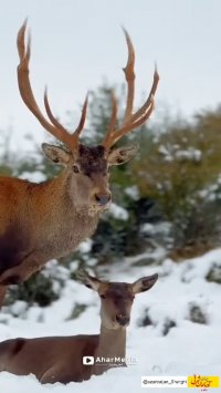 مارال در جنگل‌ های فندقلوی اهر