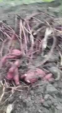 برداشت سیب زمینی بنفش ویتنامی در رشت . گلخانه ردبازار برای اولین بار