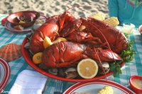 خدا وکیلی چرا خرچنگ می خورن؟