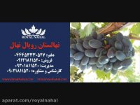 ارقام نهال انگور 09141811520