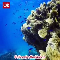 از زیبایی های جزیره مرجانی