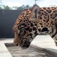 من چیزی غیر از زیبایی ندیدم  #شگفتیهای_آفرینش