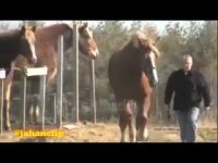 اسب غولپیکر