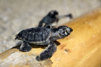 تولد لاک پشت های پوزه عقابی!