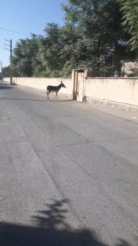 الاغ تنها...