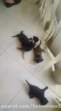 گربه مادر و فرزندانش به كمك نیاز دارند