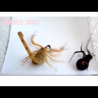 نبرد عنکبوت و عقرب