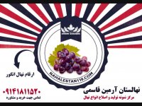 خرید نهال انگور 09141811520