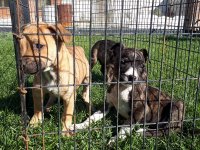 توله سگ پیتبول جنگجو  امریکن پیتبول _ بولی