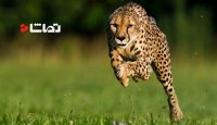 صحنه آهسته سریع ترین حیوانات زمین