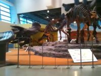 Dinosaur Fossil (National Science Museum) Panning Time Lapse