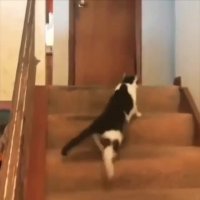 جواد خواجوی - خاک بر سر من گربه یم !!