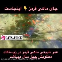 بیایید با نخریدن ماهى قرمز به این بیداد پایان دهیم.