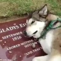 سگی که به خاطر فوت صاحبش می گرید