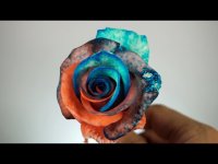 رنگ آمیزی کهکشانی گل رز - سرگرمی در خانه