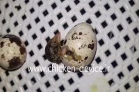 ویدیو جالب از بیرون آمدن بلدرچین از تخم