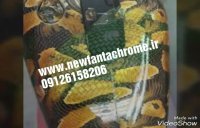 هیدروگرافیک یا چتپ آبی یا ترانسفر