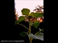 گل آفتابگردان