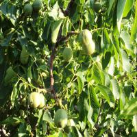 فروش نهال گردو پدرو  09120460327