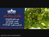 ارقام نهال گوجه سبز 09141811520