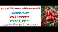 نهال گوجی بری  09197722218 – خرید نهال گوجی بری – فروش نهال گوجی بری