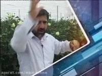 کاشت محصولات گلخانه ای | مزرعه نو