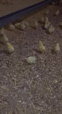 قیمت تخم مرغ نطفه دار فروش تخم مرغ