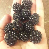 نهال تمشک بی تیغ خوشه ای فرانسوی در نهالستان و گلخانه فروزانی