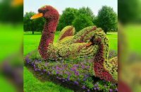 کلیپ زیبایی از هنرمندی با گلها در هلند