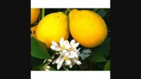 نهال لیمو چهار فصل میر لمون - MEYER LEMON