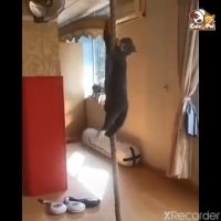 گربه ها و ماموریت غیر ممکن (کلیپهای خنده دار روز)