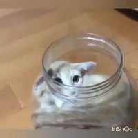 گربه در تنگ!