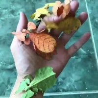 اینا برگ هستن یا حشره!