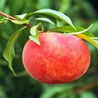 درخت هلو زودبازده 09123205271