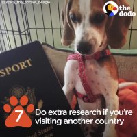 How To Fly With Your Pet | The Dodo