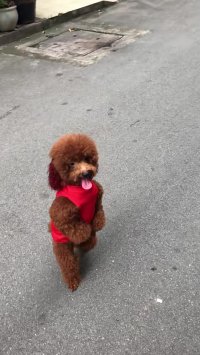 Dog Goes for a Different Type of Run || ViralHog