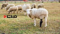 نصب عضو مصنوعی برای دام ها