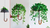ایده خلاقانه کاشت گیاه آویز : ترفند جالب خانه داری