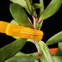 راهکارهای ساده برای پرورش گیاهان در منزل