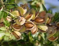 بادام دیرگل 09197722218