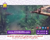 اسکوبا غواصی در جنگل برزیل،اسکوبا،غواصی کیش،جنگل دریایی