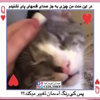 حیوانات نقص عضوو نیازمندرا بپذیرید،خدا همین نزدیكى هاست