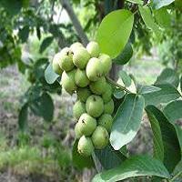 خرید نهال گردو پدرو اصلاح شده  09121270623